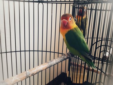 A pet parakeet in a cage