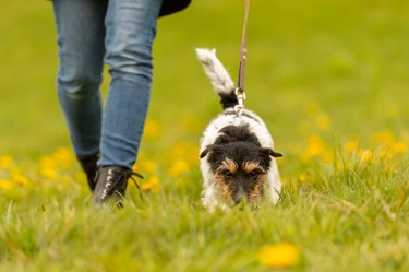 Dog handler is walking with his obedient dog in spring in a green meadow with yellow shining dandelion flowers