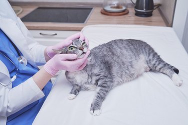 Examination of eyes of a gray tabby and white cat by a veterinarian on a table