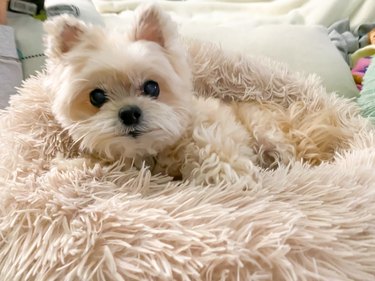 Sleeping with your dog in a bed on a bed