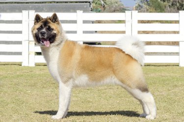 American Akita