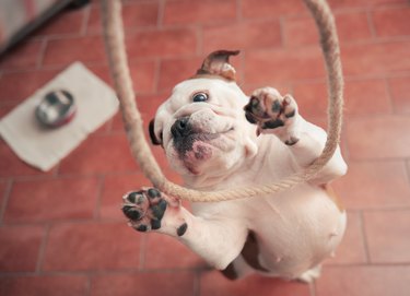 Dog reaches for a rope hoop
