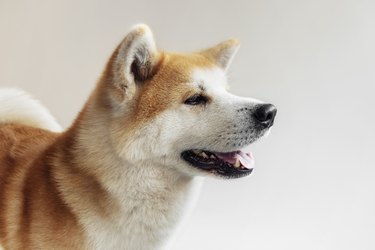 Smiling akita dog with happy expression.