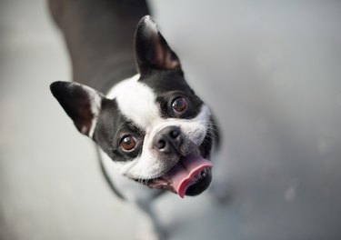 Boston terrier looking up at the camera while standing on a neutral floor.