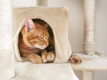 Ginger cat sleeping on the cat tower at home.