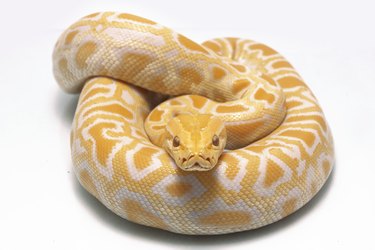 Albino Burmese Python isolated on white background
