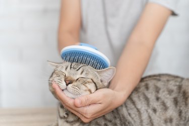 Groomer brushing and holding the top of a happy cat's head.