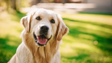 what causes high alkaline phosphatase in dogs