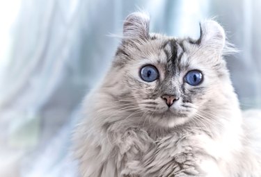 Gray American curl cat with bright blue eyes looking surprised.