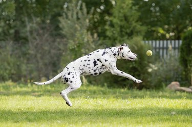 do dalmatian spots get darker