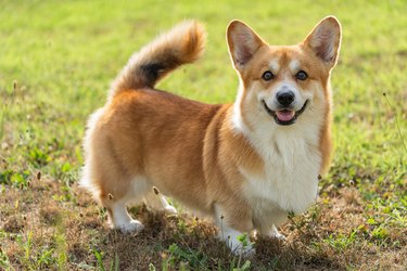 Temperament and Traits of a Corgi Mix | Cuteness