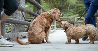 Cute dog to dog meeting in the park.