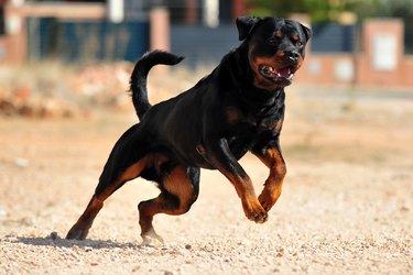 Rottweiler