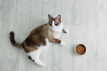 Snowshoe cat on the floor with a bowl of dry cat food.