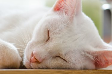 Close-up of a khao manee cat sleeping.