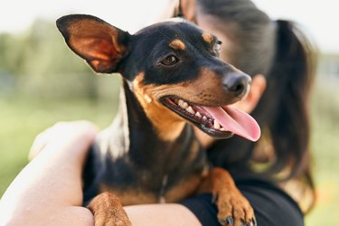 A cute dog happy with their tongues out in his owner arms