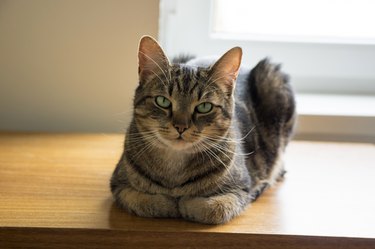 Tomcat lying on wooden table with serious expression, eye contact