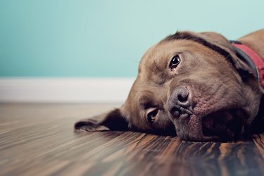 A Brown Dog Lying on the Floor With a Blue Wall