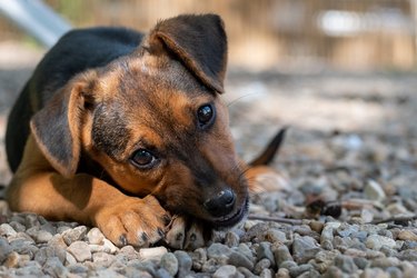 are lava rocks dangerous for dogs