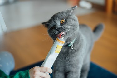 Cat eating malt for helping eliminate hairballs