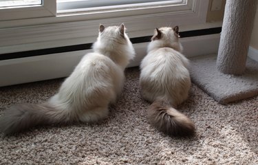 Two Himalayan cats watching the birds outside from a window.