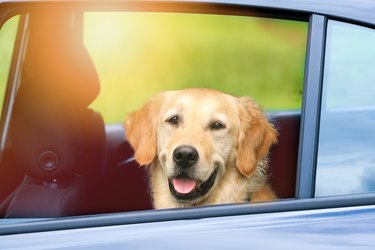 Golden retriever sitting in the back seat of a car