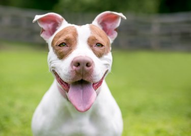 A red and white Pit Bull terrier mixed breed dog