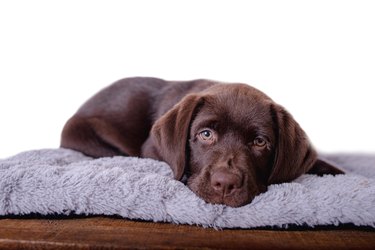 Portrait Labrador puppy on isolated white background.