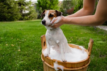 The dog is washed in a wooden tub outdoors. jack russell terrier take a bubble bath in the backyard lawn