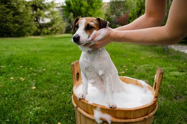 what age can puppies use dog shampoo