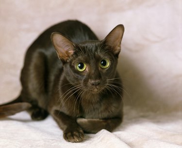 Havana brown cat on a white blanket and looking at the camera.