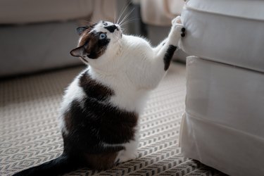 black and white cat scratches his nails on a sofa