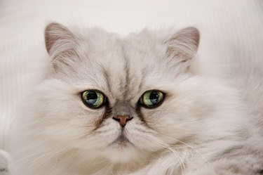 Persian Cat, close up