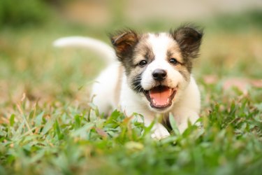 Happy Doggy Fast Running On Grass