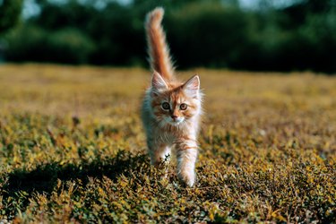 ginger red kitten on grass