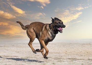 training of belgian shepherd