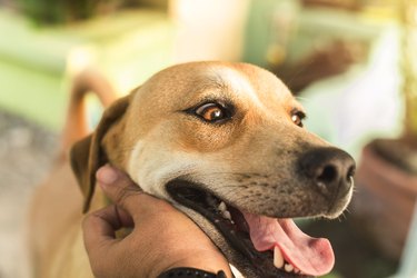 A man scratches and massages the neck of his friendly dog. A mid-sized mixed breed pooch with an attractive short haired brown coat. Bonding between a man and his pet.