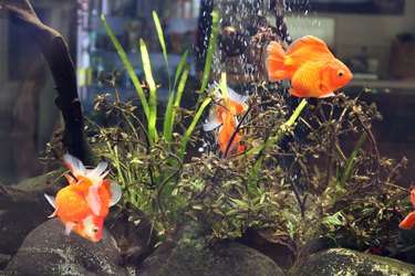 Aquarium with orange fish swimming underwater, seaweed and rocks - showcase of marine animals shop