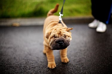 Shakey Shar-Pei