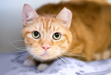 An orange tabby shorthair cat with its left ear tipped