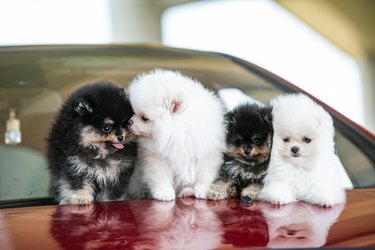 Female dog losing hair after best sale giving birth