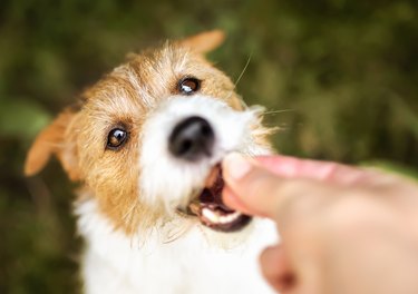 Hand giving treat to a cute small dog outdoors