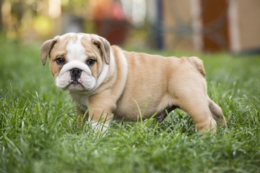 How to Take Care of a Pregnant English Bulldog | Cuteness