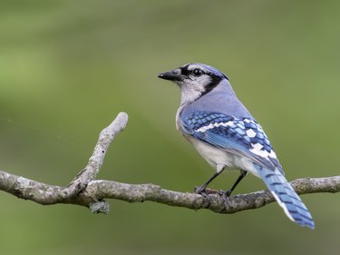 Blue jay perching on branch