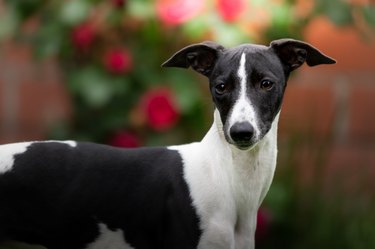 Whippet dog in the garden