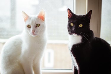 A white cat and a black and white cat are sitting on a window sill.