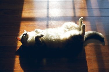 Cat Lying On Back In Window Sun Light
