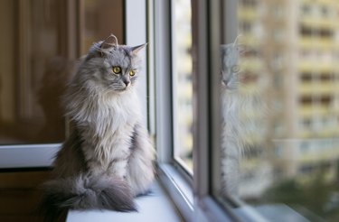 Beautiful grey cat sitting on windowsill and looking to a