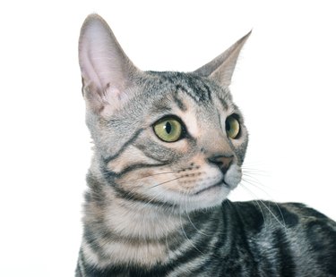 Silver store bengal cat