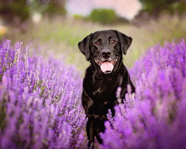 505 Perfect Labrador Names 